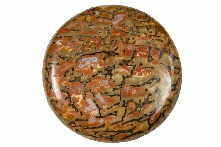 Polished Dinosaur Bone (Gembone) Cabochon - Colorado #370752